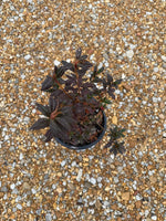 Autumn Amethyst Azalea