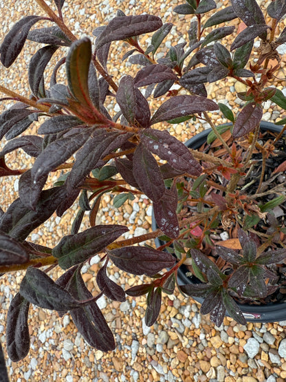 Autumn Amethyst Azalea