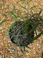 Soft Caress Mahonia™