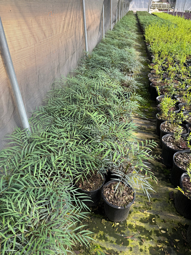 Soft Caress Mahonia™ – michaelsnursery