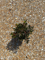 Autumn Sundance Azalea