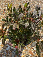 Autumn Sundance Azalea