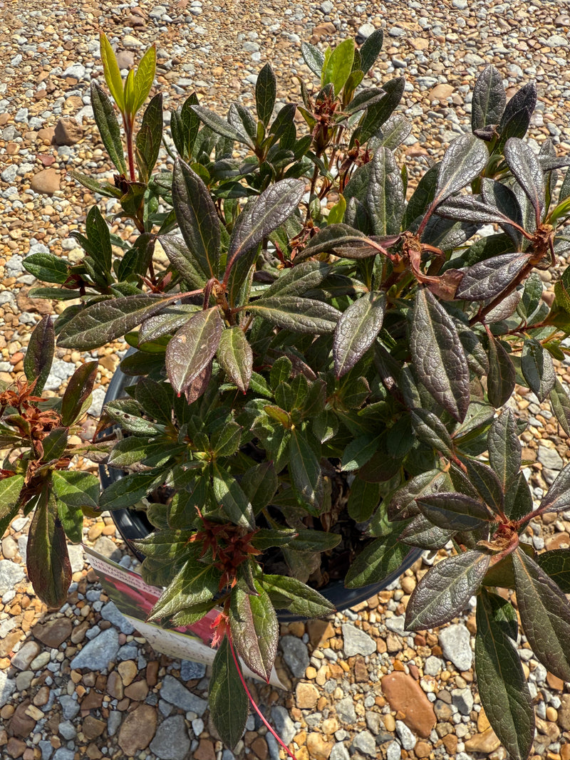 Autumn Sundance Azalea  michaelsnursery