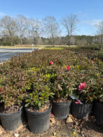 Autumn Sundance Azalea