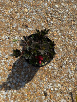 Encore Azalea Autumn Fire®