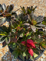 Encore Azalea Autumn Fire®