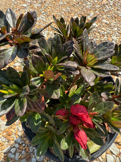 Encore Azalea Autumn Fire®