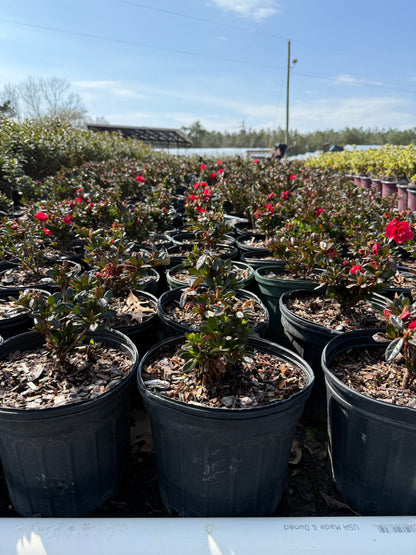 Encore Azalea Autumn Fire®