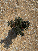 Autumn Royalty Azalea