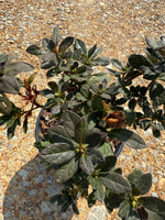 Autumn Royalty Azalea