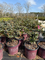 Autumn Royalty Azalea