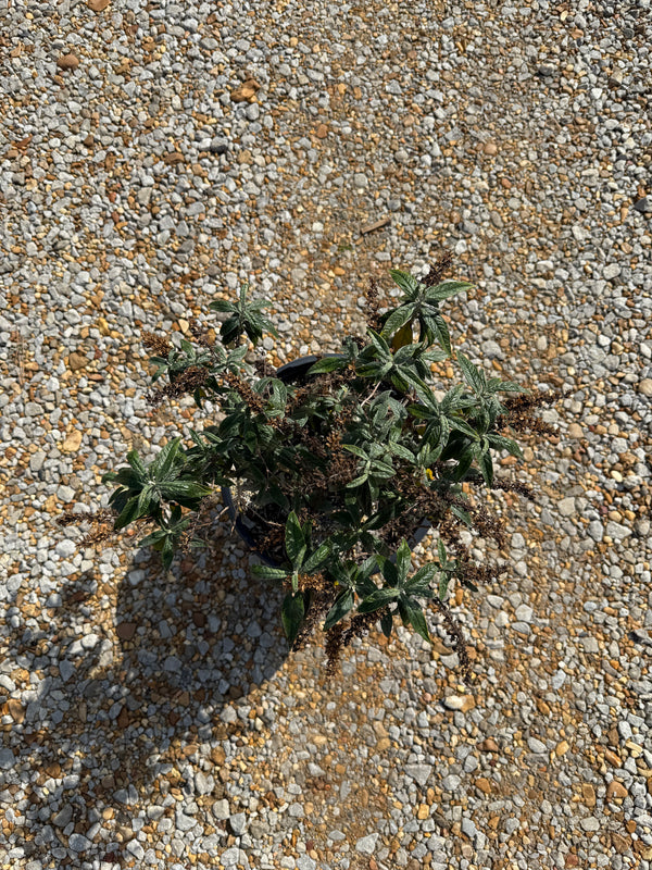 Proven Winners Pugster® Amethyst Butterfly Bush