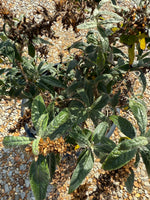 Proven Winners Pugster® Amethyst Butterfly Bush