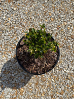 Heritage™ Better Boxwood