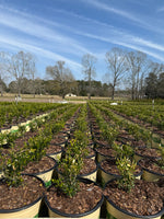 Heritage™ Better Boxwood