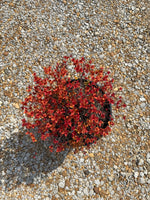 Proven Winners Candy Corn Spiraea