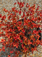 Proven Winners Candy Corn Spiraea