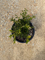 Skylight™ Better Boxwood