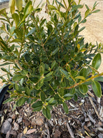 Skylight™ Better Boxwood