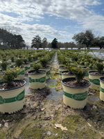 Skylight™ Better Boxwood