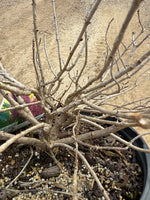 Proven Winners Limelight Prime® Hydrangea - nursery plant available in multiple container sizes