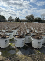 Proven Winners Limelight Prime® Hydrangea - nursery plant available in multiple container sizes