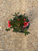 Encore Azalea Autumn Embers®