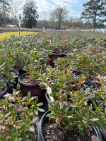 Encore Azalea Autumn Embers®