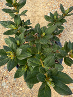 Encore Azalea Autumn Rouge®