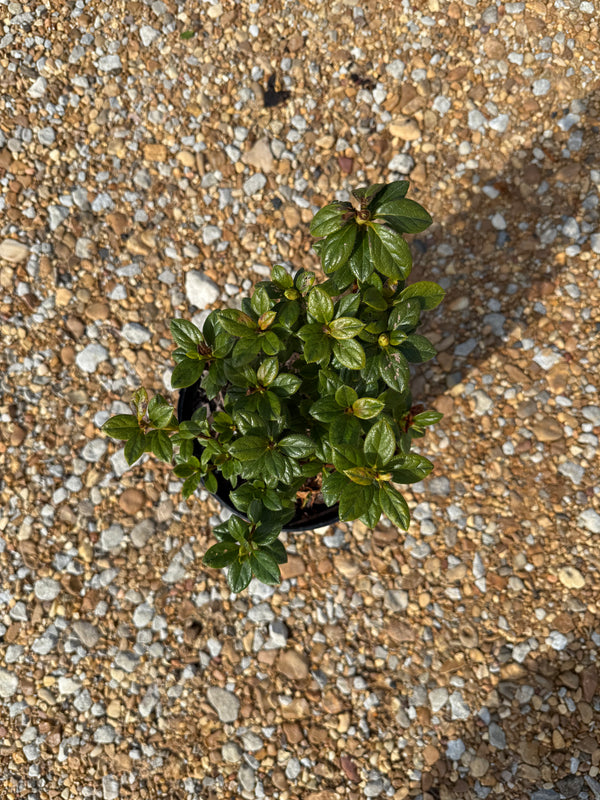 Encore Azalea Autumn Moonlight®