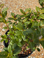 Encore Azalea Autumn Moonlight®