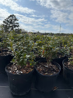 Encore Azalea Autumn Moonlight®