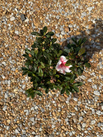 Encore Azalea Autumn Starburst®