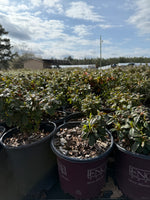 Encore Azalea Autumn Starburst®