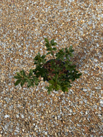 Encore Azalea Autumn Lily®