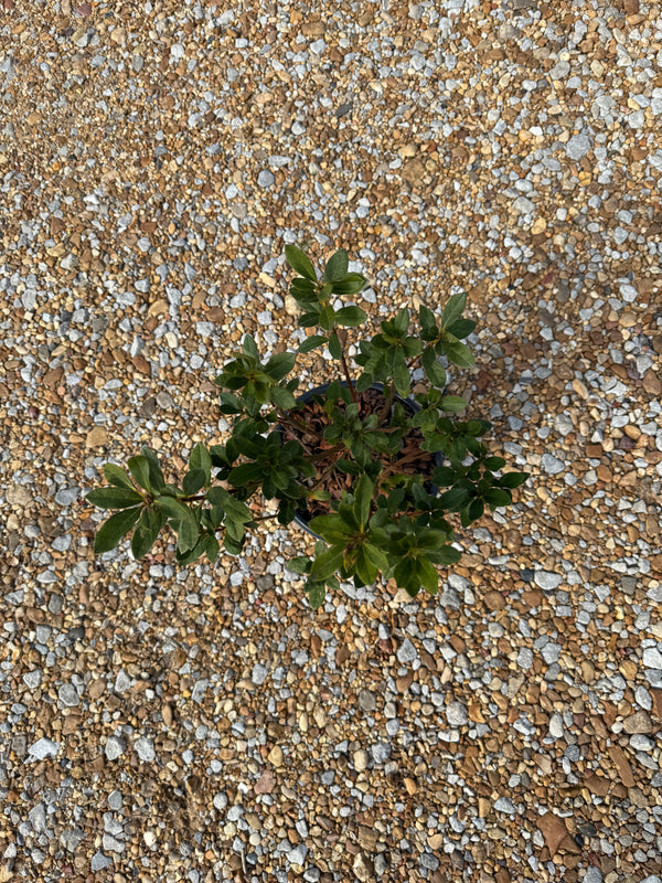 Encore Azalea Autumn Lily®