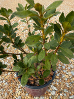 Encore Azalea Autumn Lily®