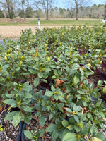 Encore Azalea Autumn Lily®