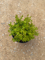 Sunshine Ligustrum™