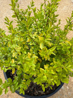 Sunshine Ligustrum™