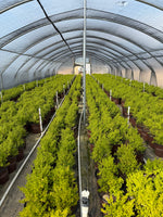 Sunshine Ligustrum™