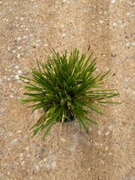 Southern Living Carex Evercolor 'Everillo'