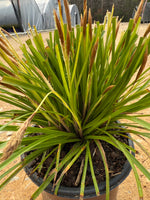 Southern Living Carex Evercolor 'Everillo'