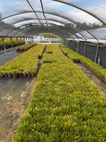 Southern Living Carex Evercolor 'Everillo'