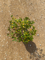Sunshine Ligustrum™