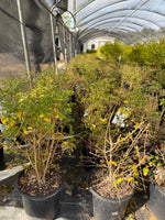 Sunshine Ligustrum™