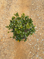 Southern Living Jubilation™ Gardenia