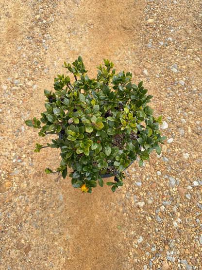 Southern Living Jubilation™ Gardenia