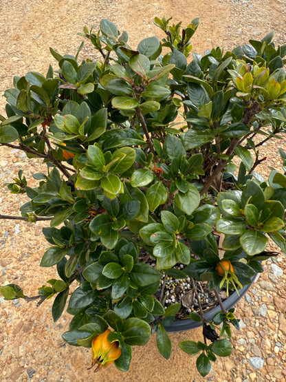 Southern Living Jubilation™ Gardenia