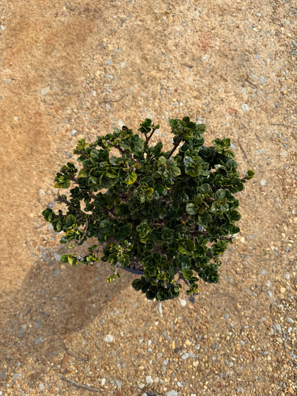 Southern Living Diamond Spire® Gardenia